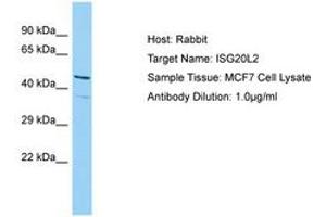ISG20L2 anticorps  (AA 115-164)