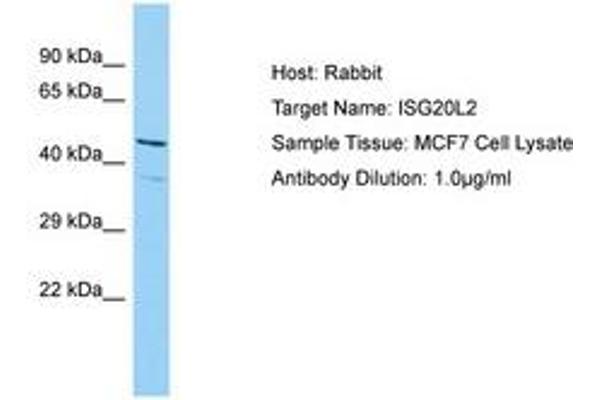 ISG20L2 anticorps  (AA 115-164)