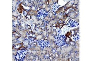 IHC analysis of Ca4 using anti-Ca4 antibody (ABIN7600898). (CA4 anticorps  (AA 25-291))