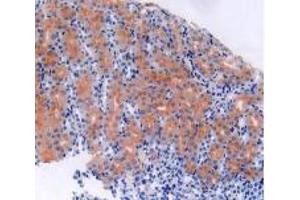 IHC-P analysis of Mouse Kidney Tissue, with DAB staining. (S100B anticorps  (AA 1-92))