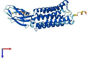 AlphaFold protein structure predicition of Human Recombinant CTNS Protein, UniprotID O60931
