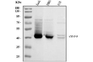 Western blot analysis of CD38 using anti-CD38 antibody (ABIN7602815). (CD38 anticorps  (C-Term))