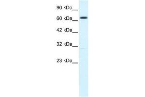 KCNN2 antibody used at 1. (KCNN2 anticorps  (C-Term))