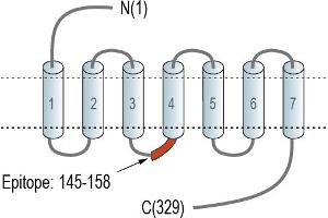 anti-Neuropeptides B/W Receptor 1 (NPBWR1) (AA 145-158), (Intracellular), (Loop 2) antibody