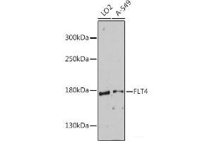 Western blot analysis of extracts of various cell lines using FLT4 Polyclonal Antibody at dilution of 1:1000. (FLT4 anticorps)