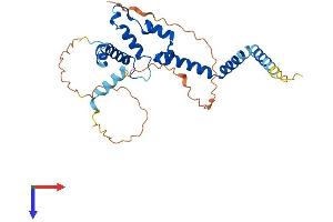 AlphaFold protein structure predicition of Human Recombinant IQCK Protein, UniprotID Q8N0W5