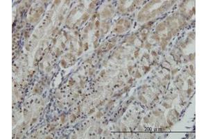 Image no. 2 for anti-ATPase, H+ Transporting, Lysosomal 38kDa, V0 Subunit D1 (ATP6V0D1) (AA 238-309) antibody (ABIN465977)