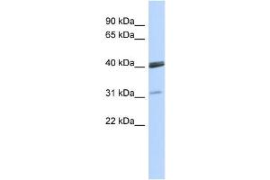Western Blotting (WB) image for anti-Visual System Homeobox 1 (VSX1) antibody (ABIN2458362) (VSX1 anticorps)