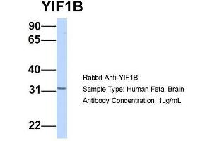 Host:  Rabbit  Target Name:  YIF1B  Sample Type:  Human Fetal Brain  Antibody Dilution:  1. (YIF1B anticorps  (Middle Region))