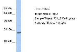 Host: Rabbit Target Name: TRIO Sample Type: 721_B Whole Cell lysates Antibody Dilution: 1. (TRIO anticorps  (C-Term))