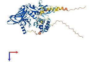 AlphaFold protein structure predicition of Human Recombinant UNC5CL Protein, UniprotID Q8IV45