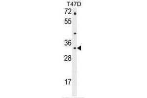 CTSZ Antibody (N-term) western blot analysis in T47D cell line lysates (35µg/lane). (Cathepsin Z anticorps  (N-Term))