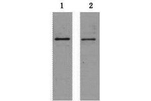 Western Blot analysis of 2 μg S-Tag fusion protein using S-Tag Monoclonal Antibody at dilution of 1) 1:5000 2) 1:10000. (S-Tag anticorps)