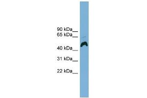 WB Suggested Anti-ATP6AP1 Antibody Titration:  0. (ATP6AP1 anticorps  (Middle Region))
