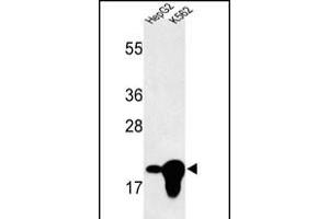 Western blot analysis of BIN3 Antibody (N-term) (ABIN652742 and ABIN2842491) in HepG2, K562 cell line lysates (35 μg/lane).