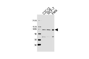 Western blot analysis of lysates from C2C12, MCF-7, Hela cell line (from left to right), using HSP90B1 Antibody (Center) (ABIN655868 and ABIN2845274). (GRP94 anticorps  (AA 460-487))