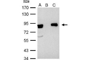 IP Image Ku80(XRCC5) antibody immunoprecipitates Ku80 protein in IP experiments. (X-Ray Repair Cross Complementing 5 anticorps)