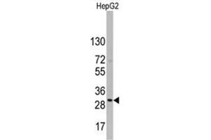 Image no. 1 for anti-CD9 (CD9) (Middle Region) antibody (ABIN357005) (CD9 anticorps  (Middle Region))