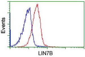 Flow cytometric Analysis of Jurkat cells, using anti-LIN7B antibody (ABIN2453853), (Red), compared to a nonspecific negative control antibody, (Blue). (LIN7B anticorps)