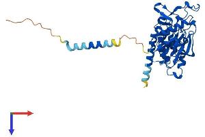 AlphaFold protein structure predicition of Human Recombinant POMK Protein, UniprotID Q9H5K3