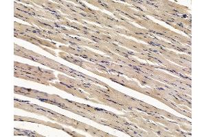 ABIN7096118 and ABIN7100180 at 1/100 staining rat muscle tissue by IHC-P.