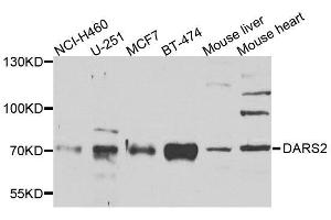 Western blot analysis of extracts of various cell lines, using DARS2 antibody.