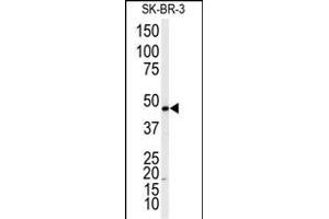 Western blot analysis of anti-ADRB2 Antibody  f in SK-BR-3 cell line lysates (35 μg/lane). (beta 2 Adrenergic Receptor anticorps  (AA 364-393))