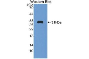 Western Blotting (WB) image for anti-Follistatin (FST) (AA 35-283) antibody (ABIN1868041) (Follistatin anticorps  (AA 35-283))