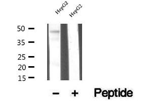 Western blot analysis of extracts of HepG2 cells, using TRBP antibody. (TARBP2 anticorps  (Internal Region))