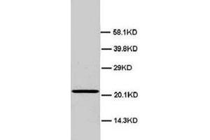 Western blot analysis of rat testis tissue lysate. (HMGB4 anticorps  (N-Term))