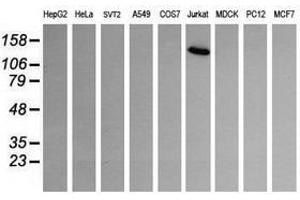 Image no. 2 for anti-Phosphoinositide-3-Kinase, Catalytic, gamma Polypeptide (PIK3CG) antibody (ABIN1500204) (PIK3 gamma anticorps)