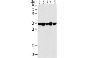 Western Blotting (WB) image for anti-Protein Phosphatase 1, Catalytic Subunit, gamma Isoform (PPP1CC) antibody (ABIN5550180) (PPP1CC anticorps)