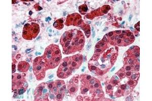 ABIN185729 (5µg/ml) staining of paraffin embedded Human Adrenal Gland. (PEBP1 anticorps  (Internal Region))