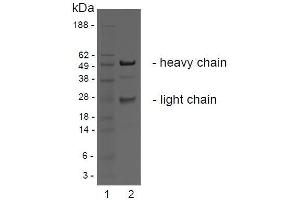 SDS-PAGE analysis of purified BBX-1H1 monoclonal antibody.