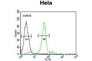 Flow cytometric analysis of Hela cells using Folate receptor alpha Antibody (N-term) Cat. (FOLR1 anticorps  (N-Term))