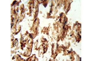 IGFBP4 antibody immunohistochemistry analysis in formalin fixed and paraffin embedded human placenta tissue.