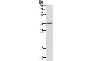 Gel: 10 % SDS-PAGE, Lysate: 40 μg, Lane: Mouse liver tissue, Primary antibody: ABIN7192980(UBXN2A Antibody) at dilution 1/200, Secondary antibody: Goat anti rabbit IgG at 1/8000 dilution, Exposure time: 10 seconds (UBXN2A anticorps)