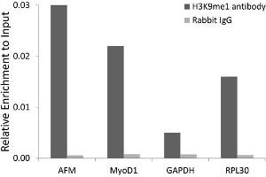 Chromatin immunoprecipitation analysis extracts of 293 cell line, using Monomethyl-Histone H3-K9 antibody (ABIN5969805) and rabbit IgG. (Histone 3 anticorps  (H3K9me))
