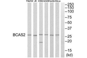 Western Blotting (WB) image for anti-Breast Carcinoma Amplified Sequence 2 (BCAS2) (C-Term) antibody (ABIN1850942)