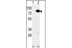 Western blot analysis of anti-EIF4B Antibody (C-term) Pab (ABIN6242301 and ABIN6577381) in 293 cell line lysates transiently transfected with the EIF4B gene (2 μg/lane). (EIF4B anticorps  (C-Term))