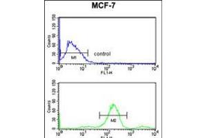 Flow cytometry analysis of MCF-7 cells (bottom histogram) compared to a negative control cell (top histogram). (RUVBL1 anticorps)