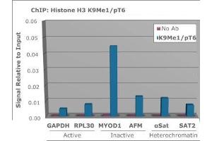 Chromatin Immunoprecipitation of Histone H3 [p Thr6, Monomethyl Lys9] Antibody.