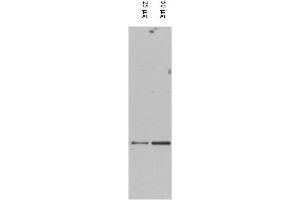Western blot using  affinity purified anti-DAXX antibody shows detection of DAXX in RWPE-1 cell extracts. (DAXX anticorps  (AA 261-274))