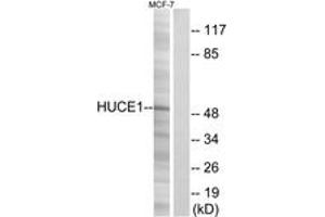 Western blot analysis of extracts from MCF-7 cells, using HUCE1 Antibody. (HUCE1 (AA 271-320) anticorps)