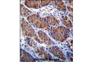 OTOP1 Antibody immunohistochemistry analysis in formalin fixed and paraffin embedded human stomach tissue followed by peroxidase conjugation of the secondary antibody and DAB staining.