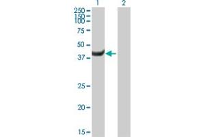 Western Blot analysis of MPI expression in transfected 293T cell line by MPI MaxPab polyclonal antibody. (MPI anticorps  (AA 1-423))