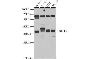 Western blot analysis of extracts of various cell lines, using NTHL1 antibody (ABIN6133465, ABIN6144895, ABIN6144896 and ABIN6222561) at 1:1000 dilution. (Nth Endonuclease III-Like 1 (NTHL1) (AA 1-280) anticorps)