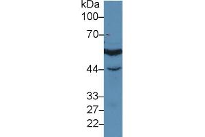 Western blot analysis of Human Jurkat cell lysate, using Human IRF3 Antibody (3 µg/ml) and HRP-conjugated Goat Anti-Rabbit antibody ( (IRF3 anticorps  (AA 1-360))