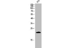Western Blot analysis of 3T3 cells using Cleaved-Caspase-4 p20 (Q81) Polyclonal Antibody (Caspase 4 anticorps  (Cleaved-Gln81))