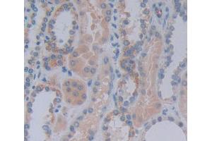 Used in DAB staining on fromalin fixed paraffin- embedded Kidney tissue (Acylphosphatase 1, Erythrocyte (AA 1-99) anticorps)